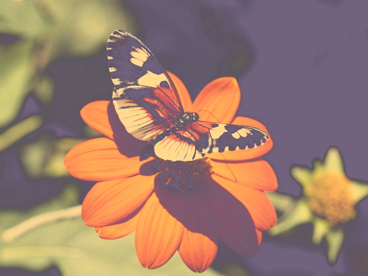 Бабочка на цветке обои