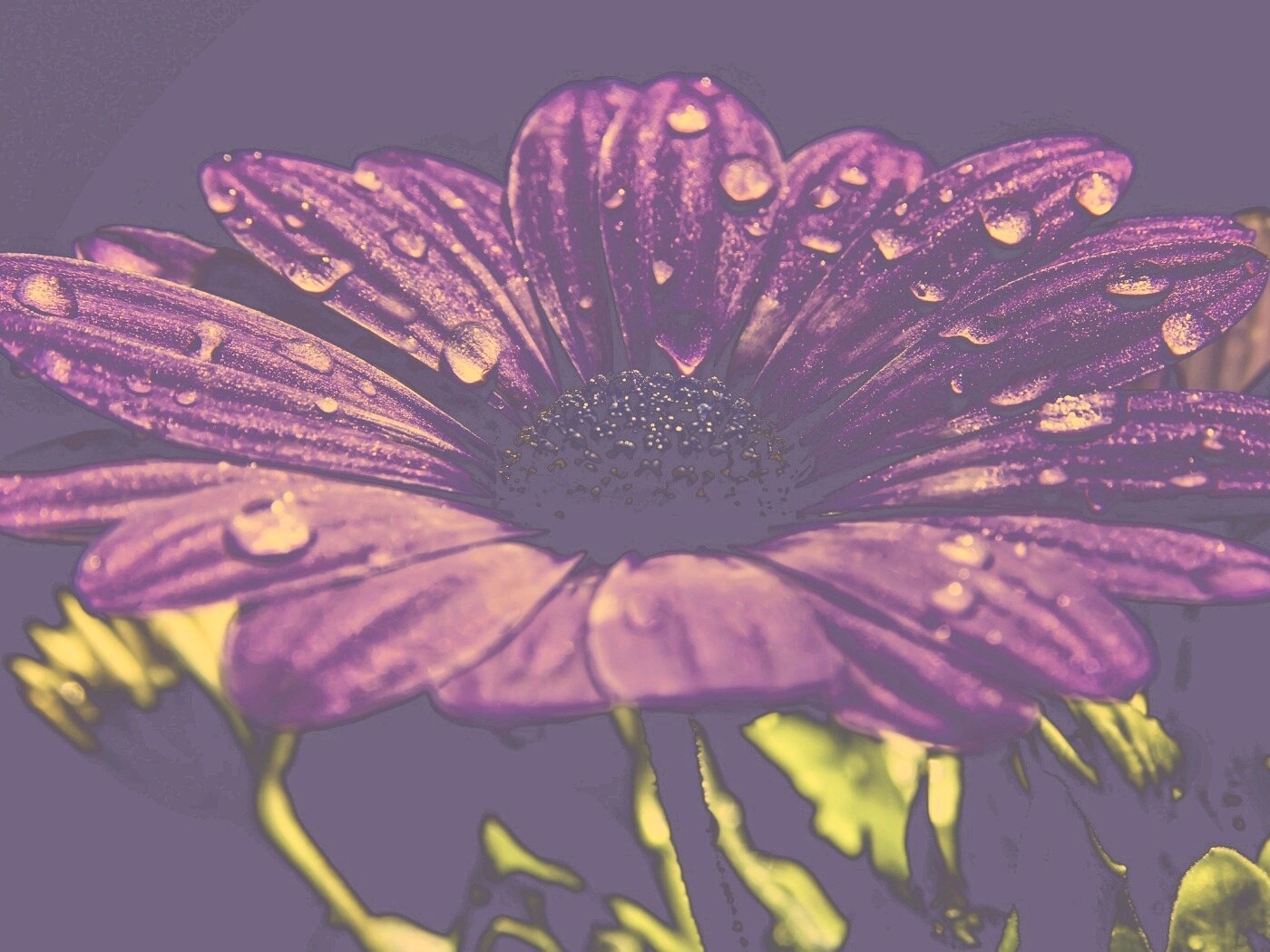 Мокрый от росы фиолетовый цветок обои