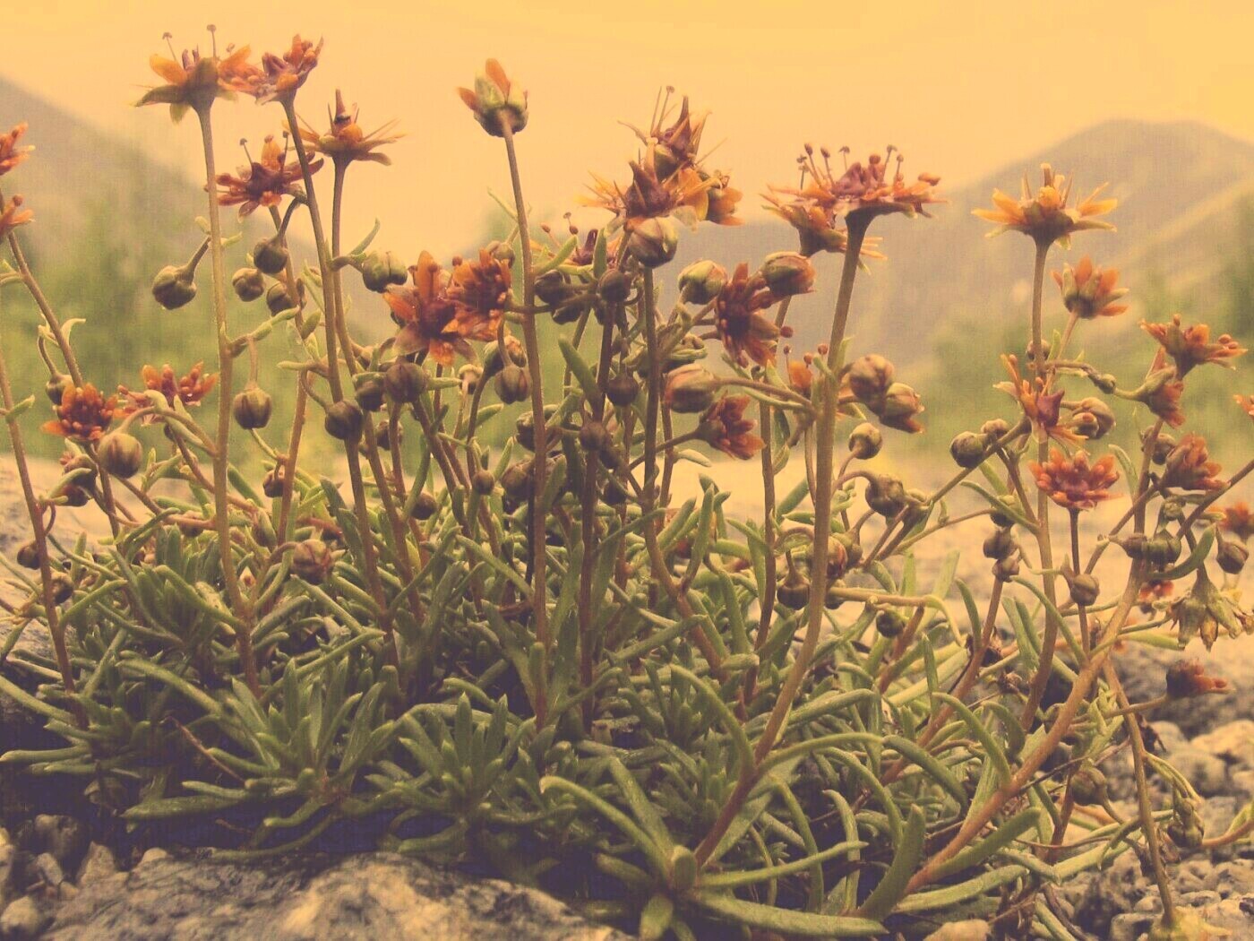 Горные цветы обои