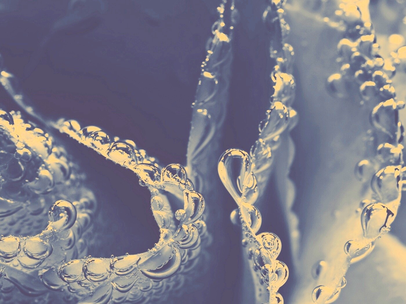 Капельки росы на синих лепестках обои