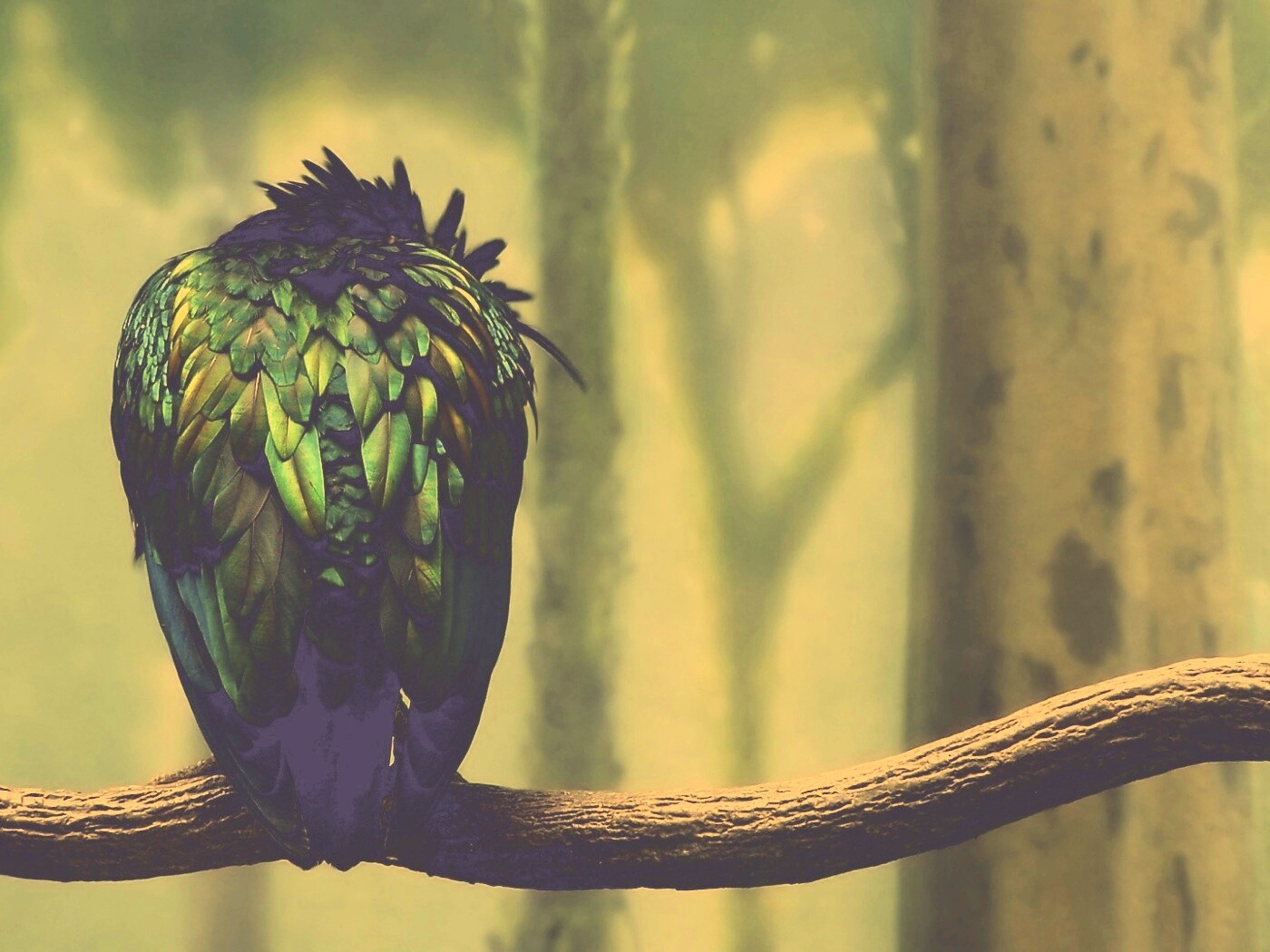 Птица спит на ветке обои