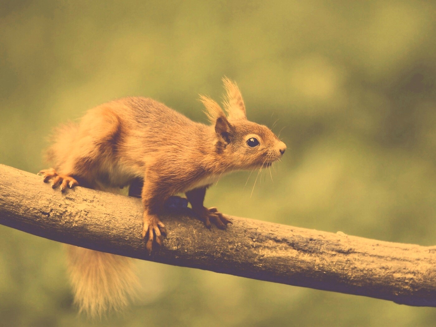 Белочка на ветке обои