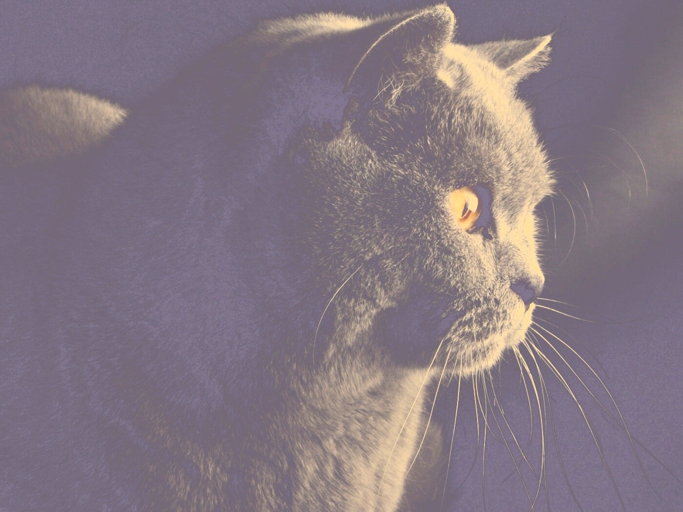 Плюшик  обои