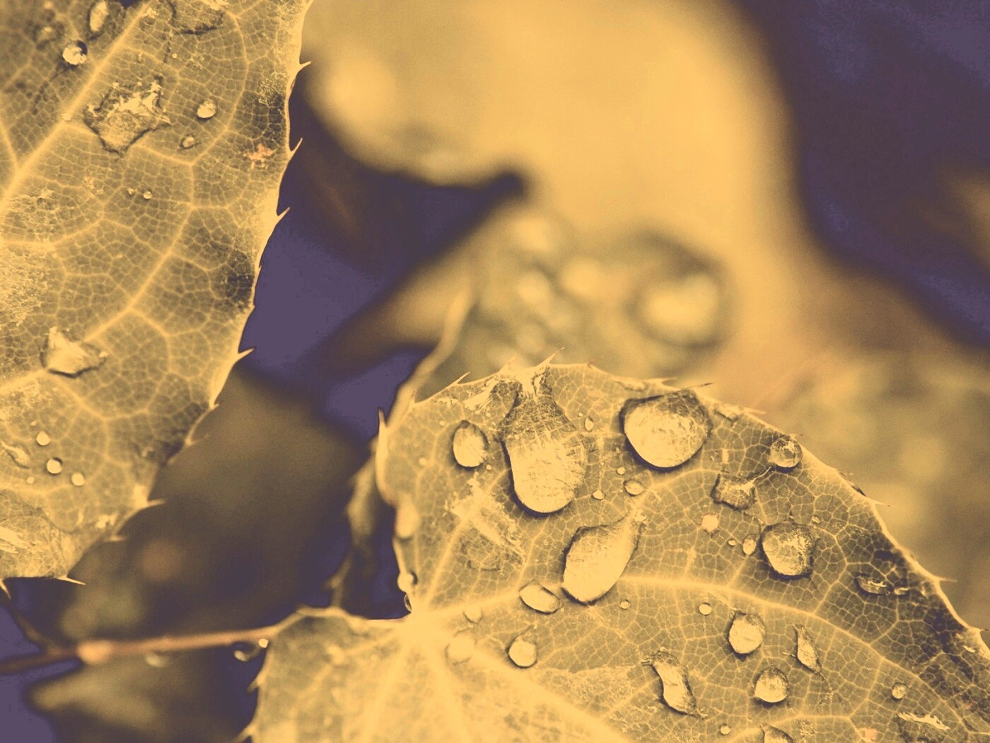 Капельки росы на листьях обои