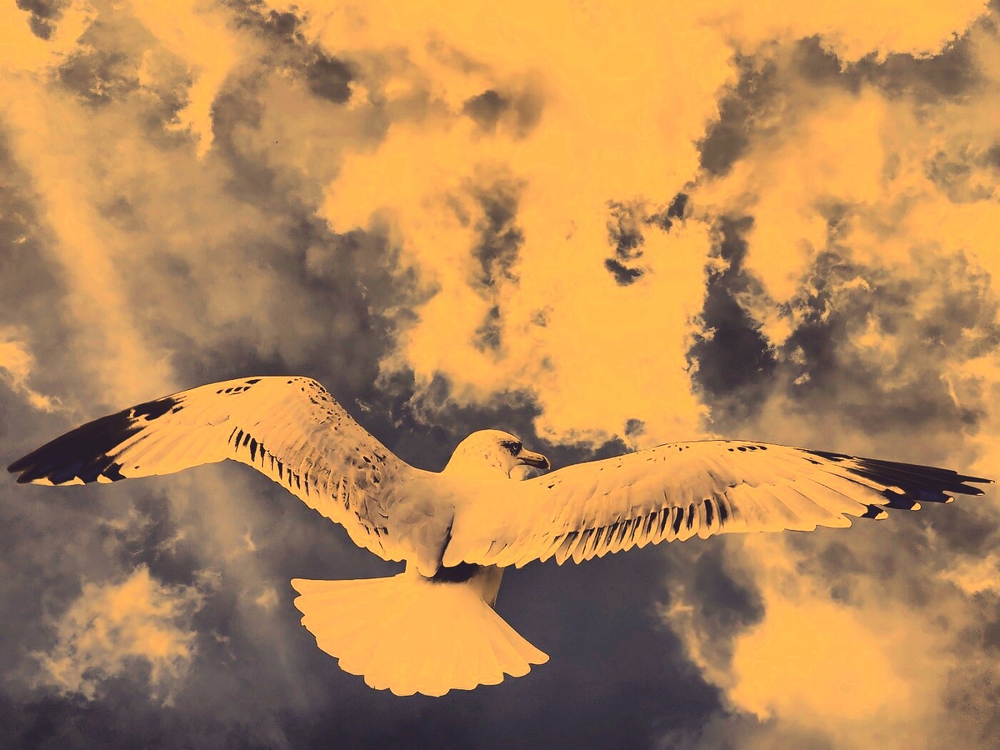 Гордая птица в полете обои