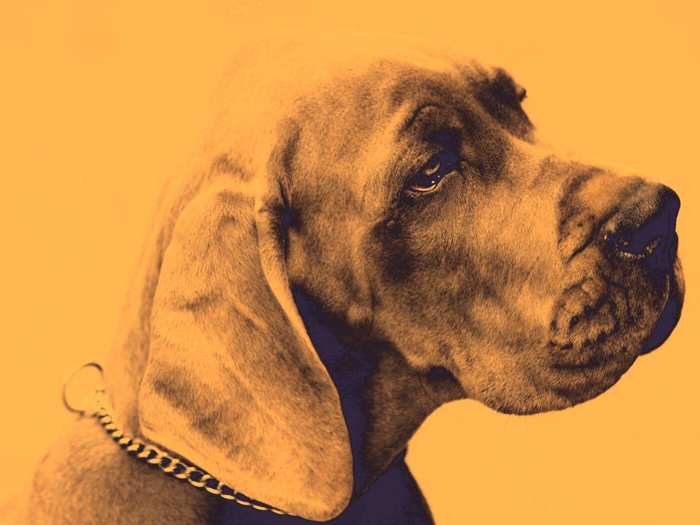 Грустная собака обои