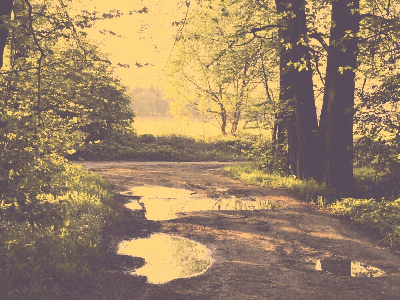 Лесная дорога обои