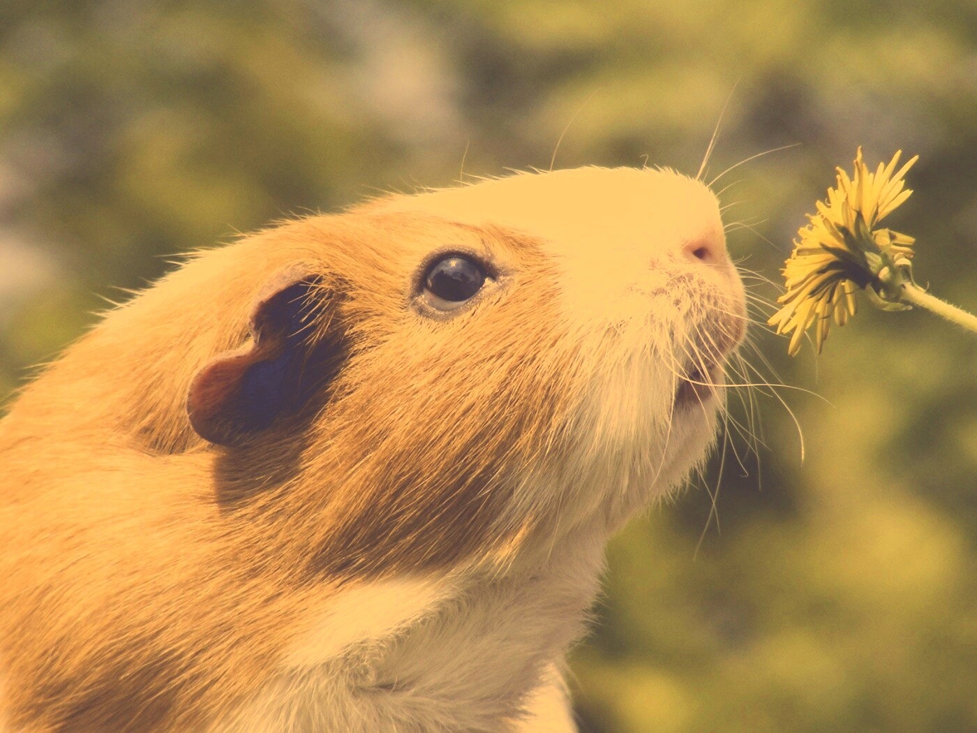 Морская свинка - романтик обои