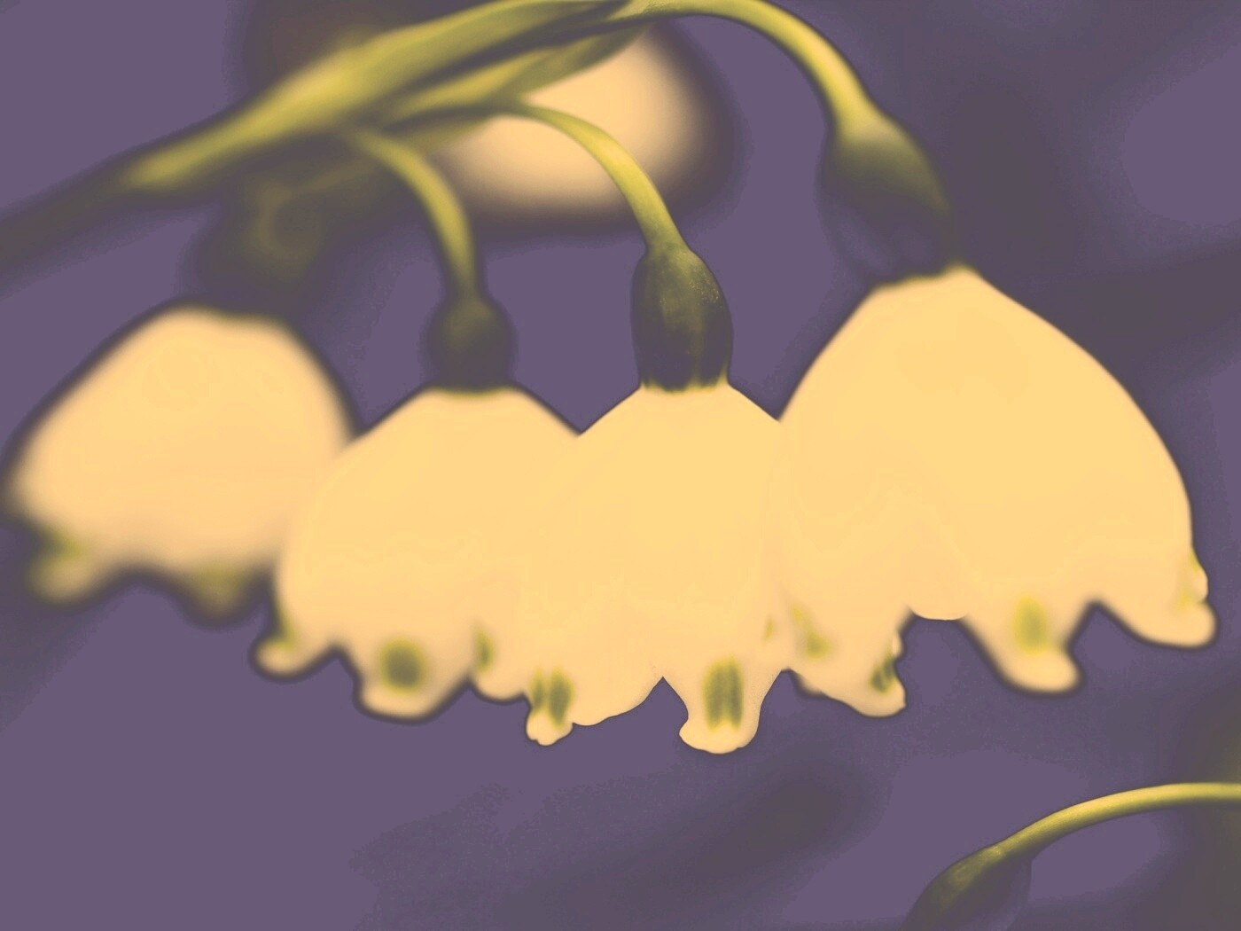 Белые ландыши обои