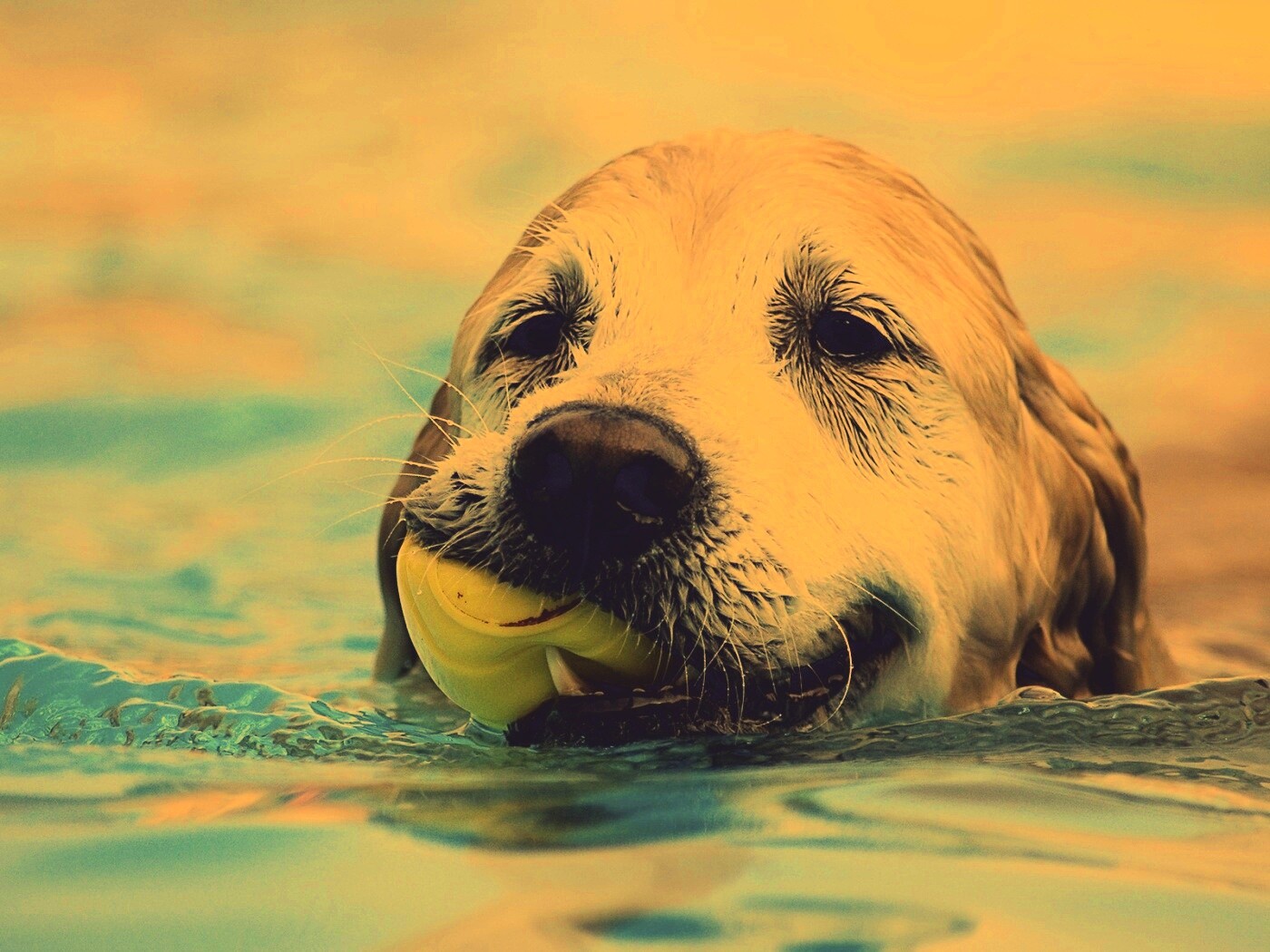 Пёс с игрушкой в зубах обои