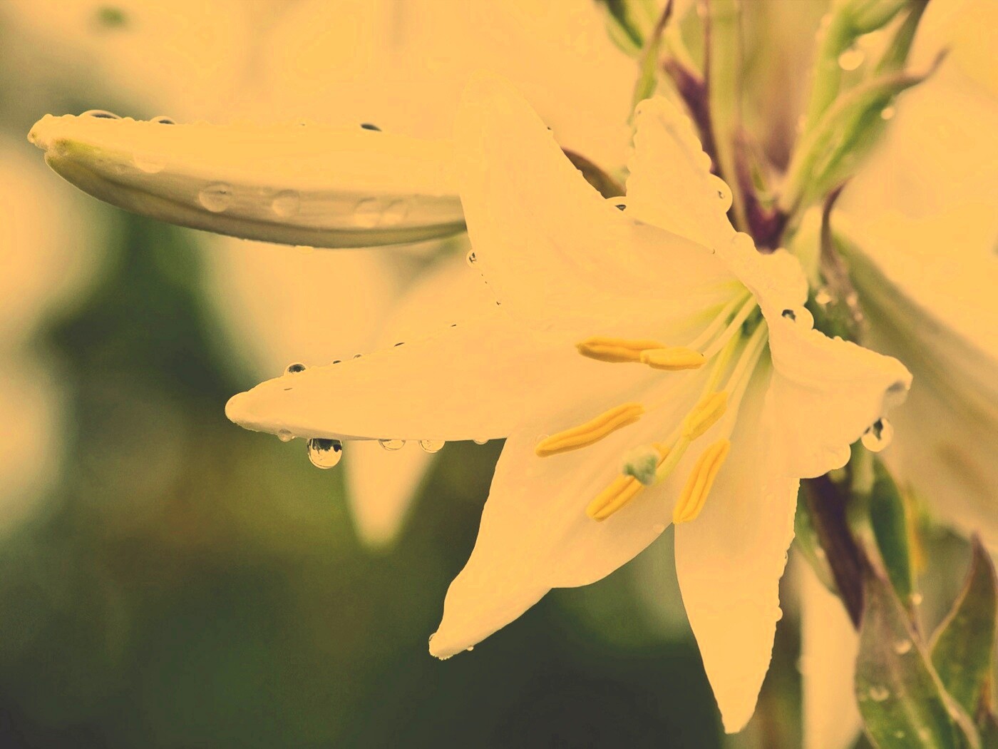 Белая лилия обои