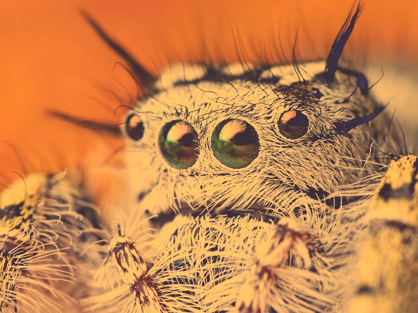 Паук в макро обои