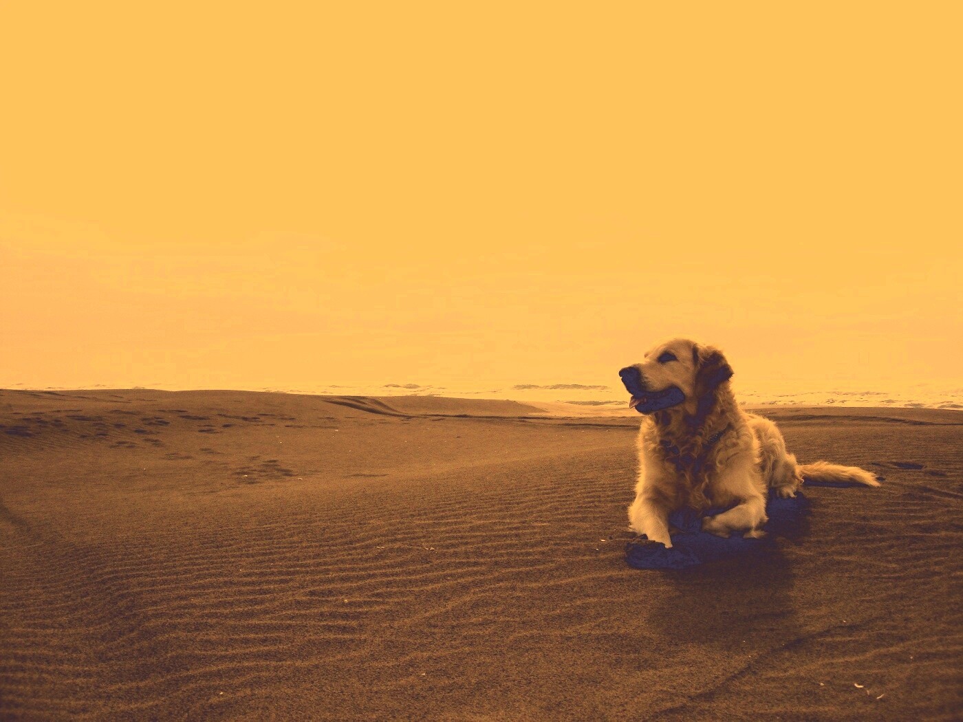 Красивая собака на оранжевом песке обои