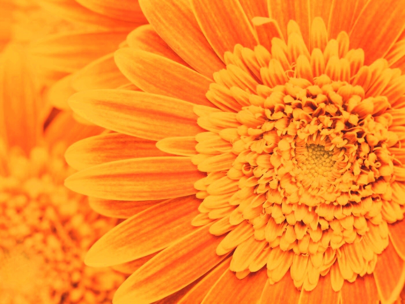 Большой оранжевый гербер обои