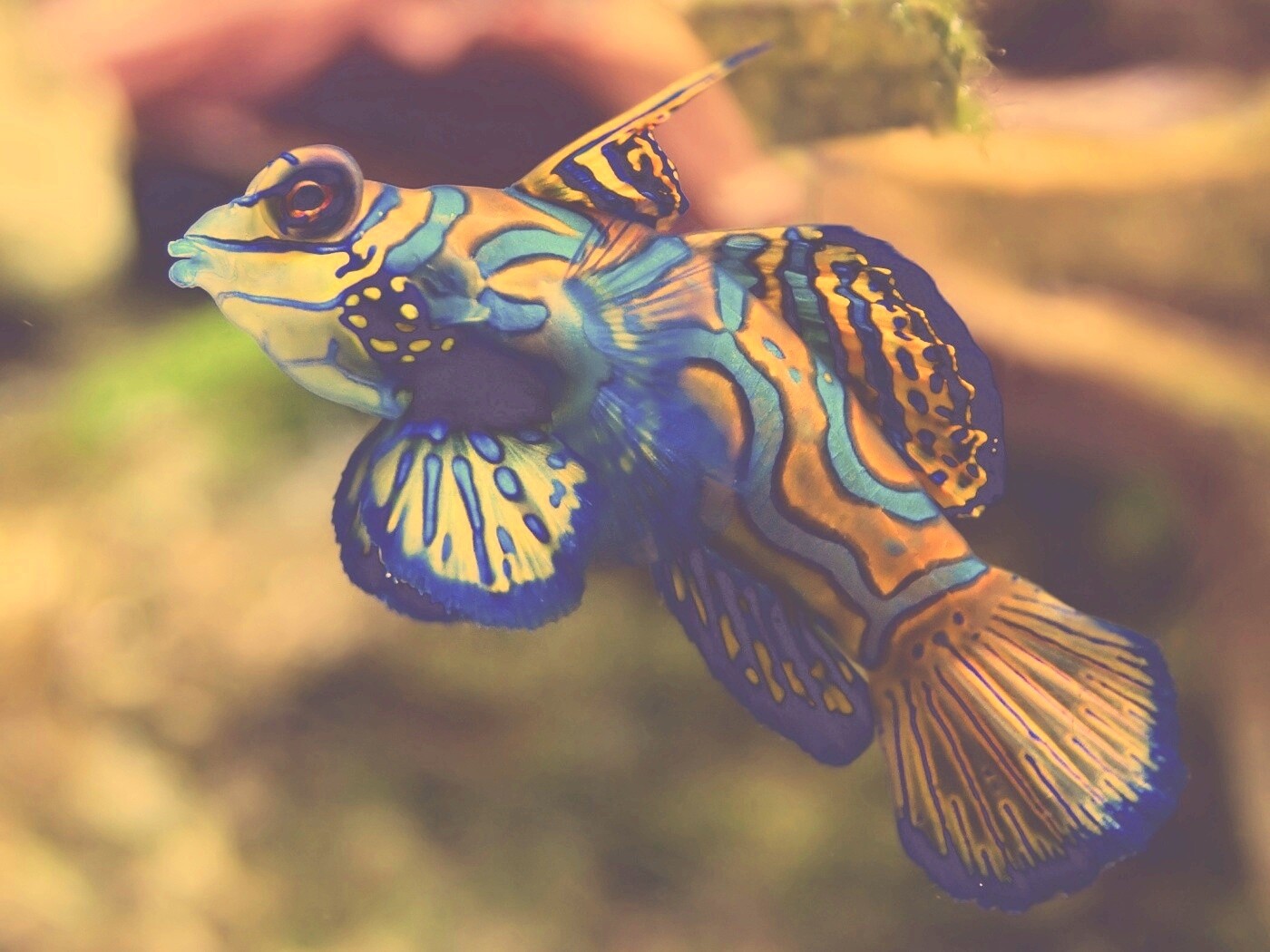 Разноцветная рыбка обои