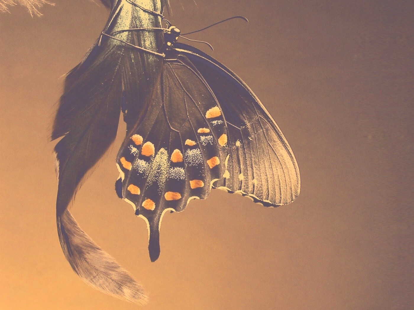 Красивая бабочка обои