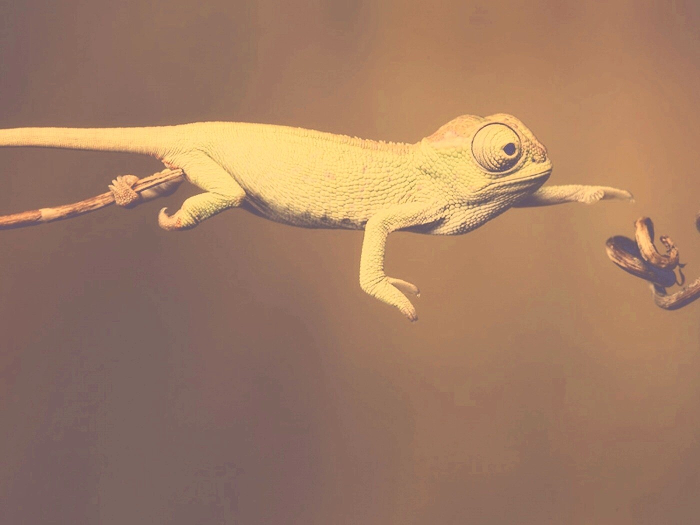 Ящерка тянется к ветке обои