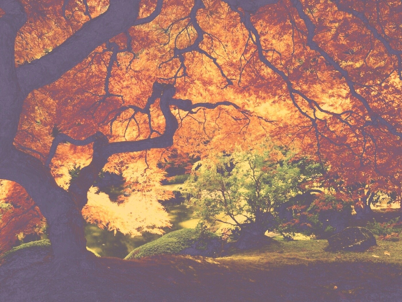 Под оранжевой кроной обои