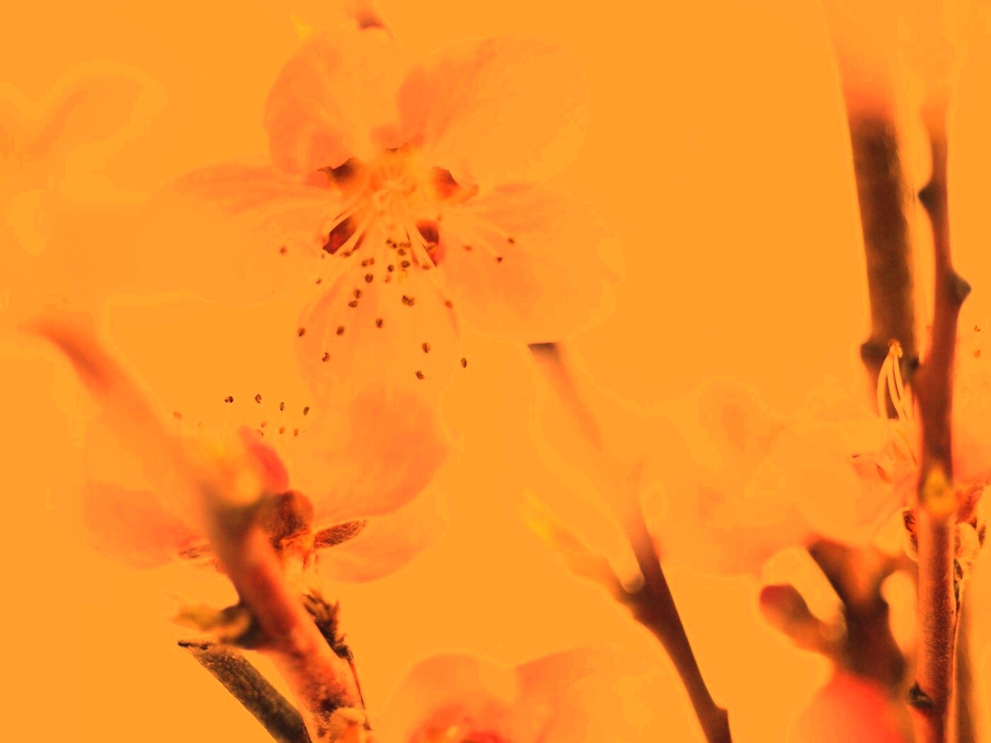 Нежные розовые цветы обои