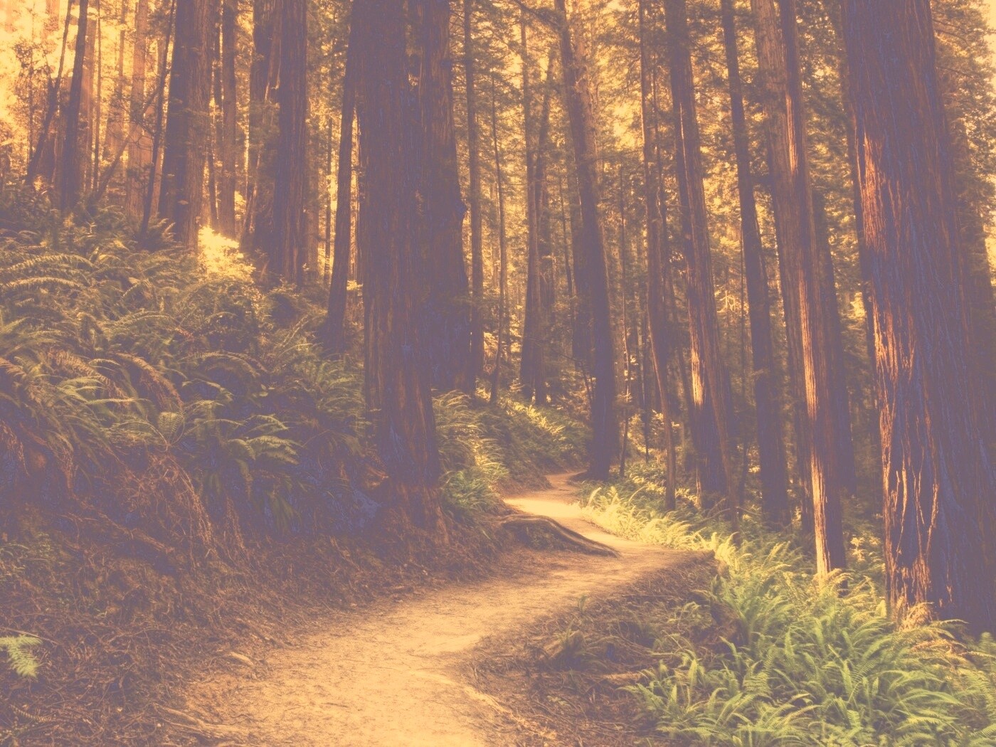 Лесной пейзаж обои