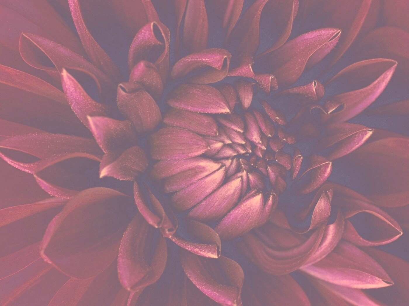 Цветок обои