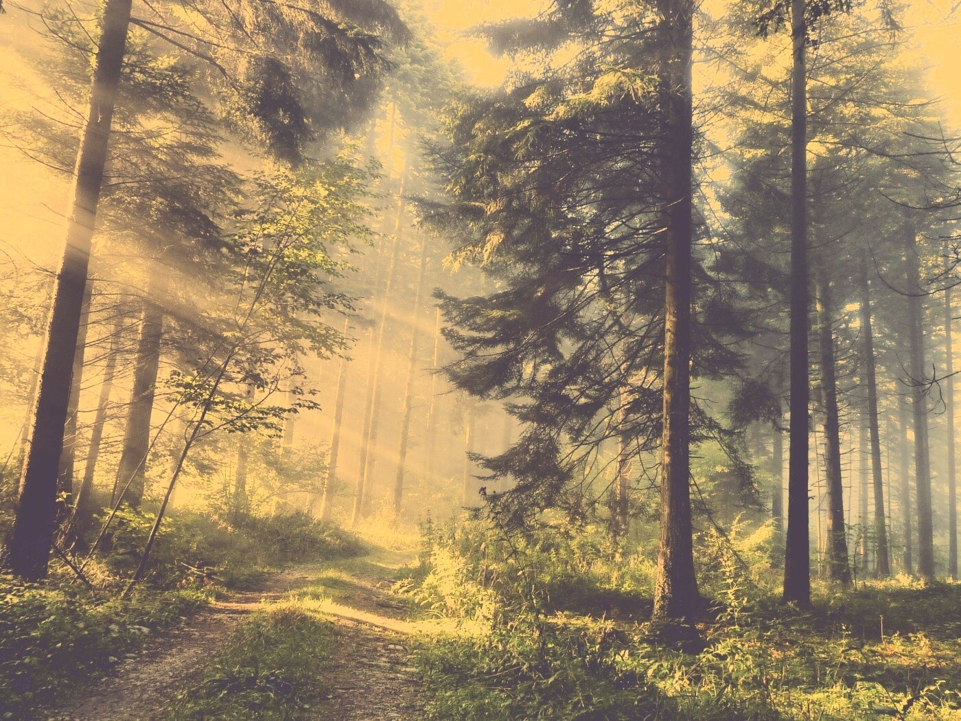 Тропа в лесу обои