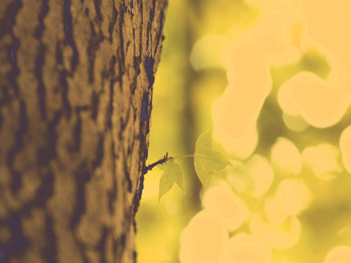 Листок на стволе дерева обои