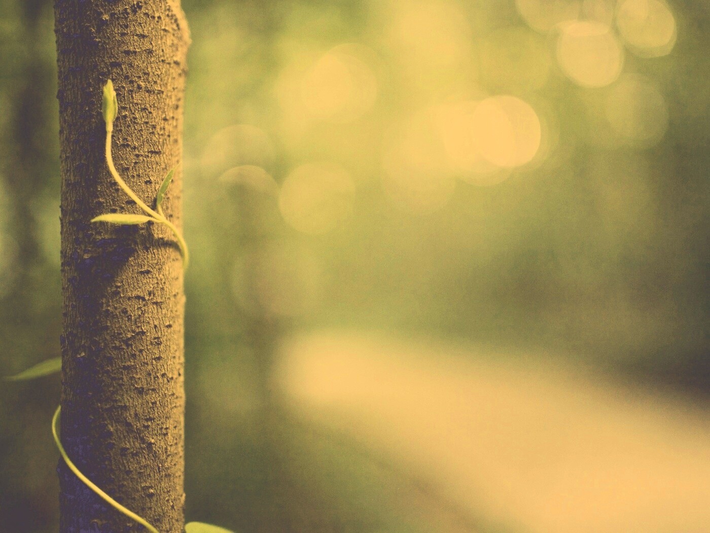 Стебелек на стволе деревца обои