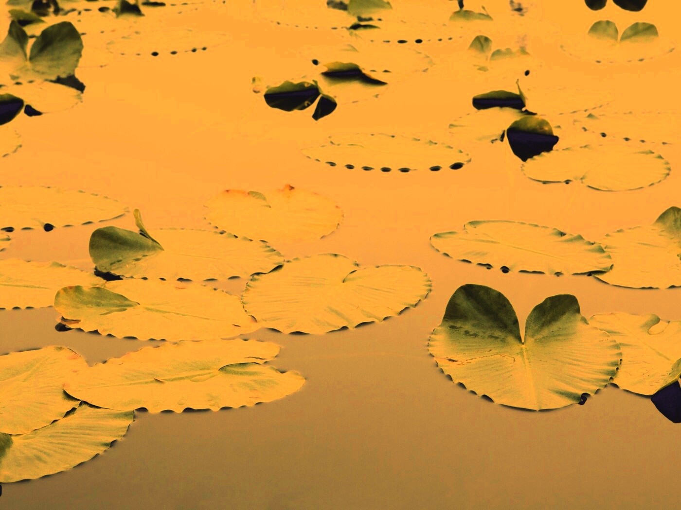 Плавающие листья обои