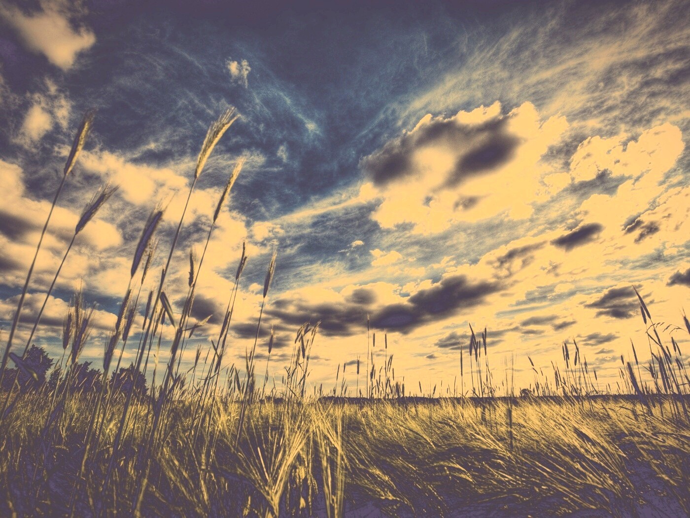 HDR Поле обои