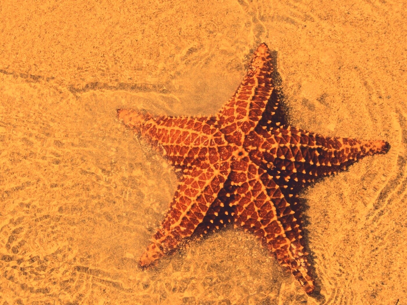 Морская звезда обои