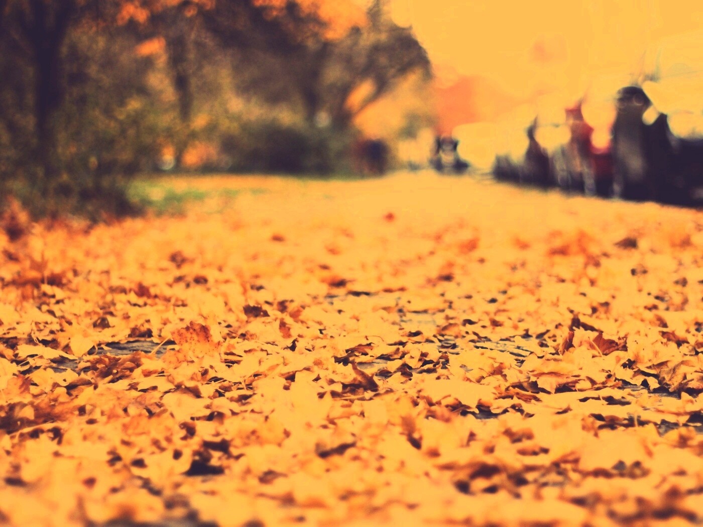 Осенние листья обои