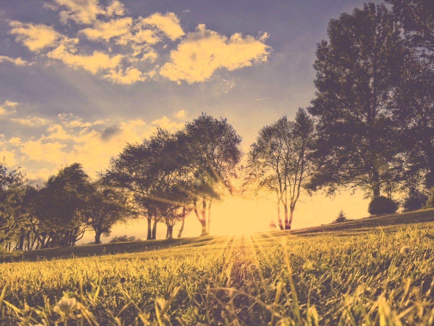 Лучи солнца на траве обои