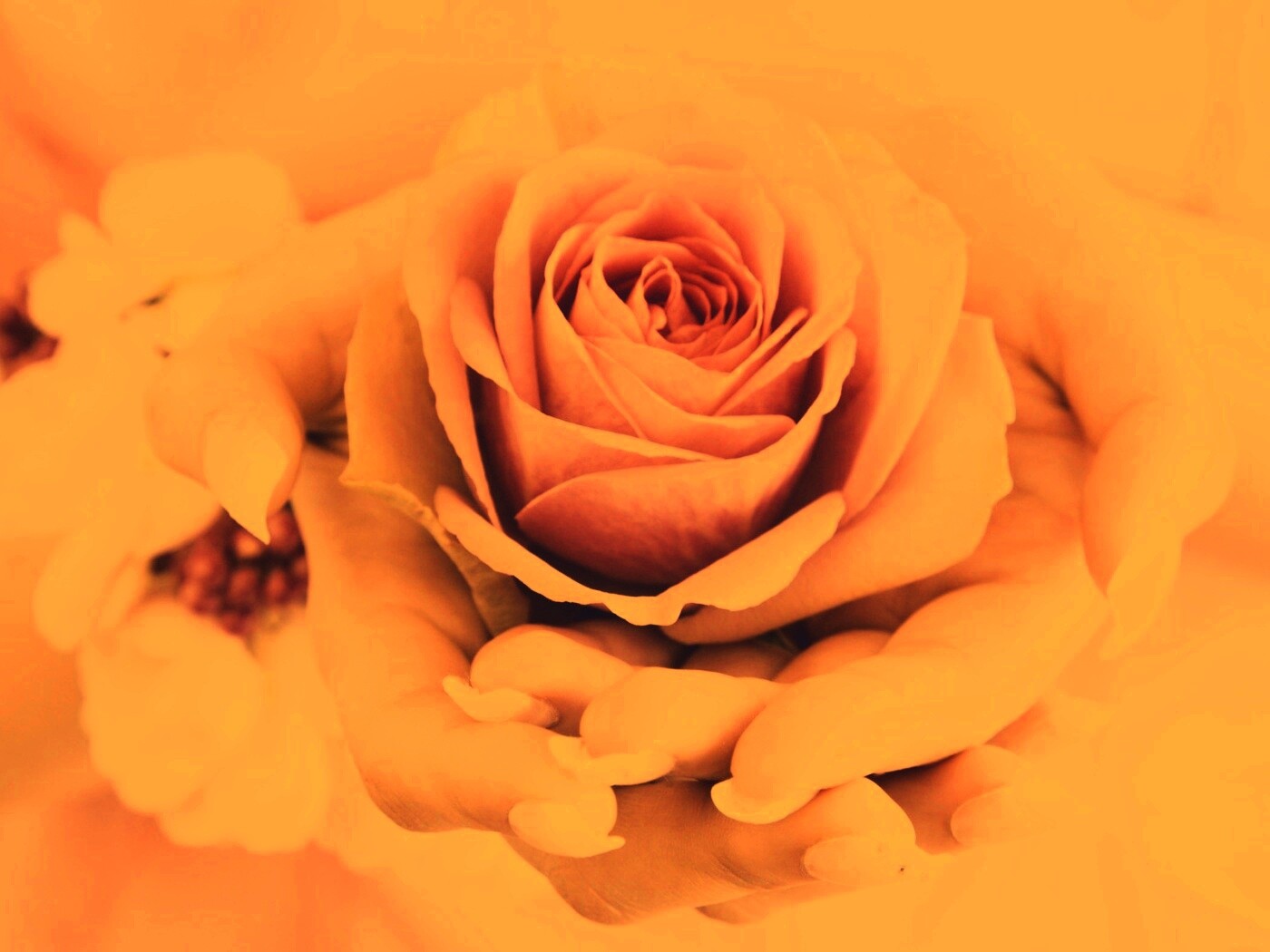 Роза в женских руках обои