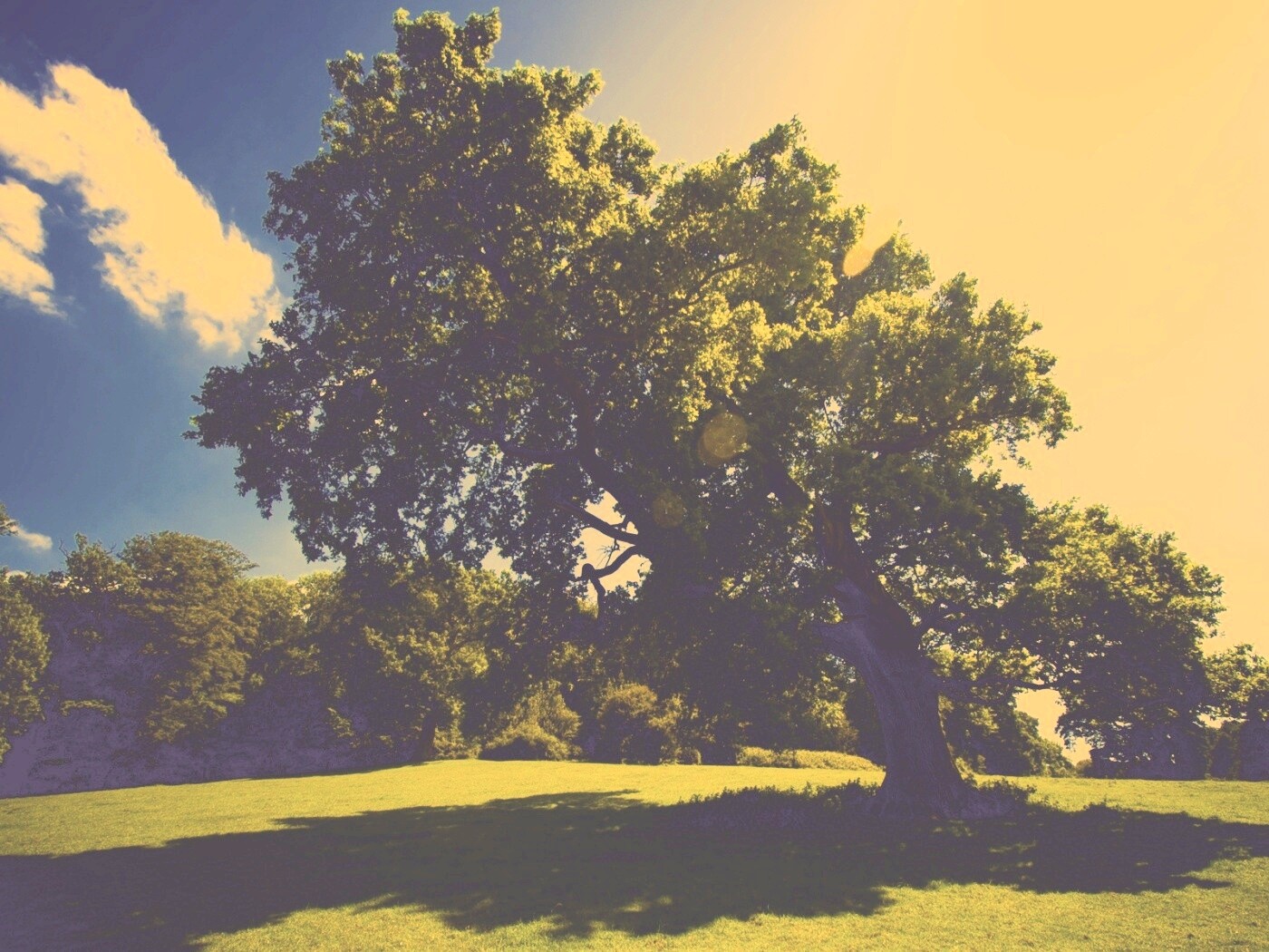 Большое зеленое дерево на лужайке обои