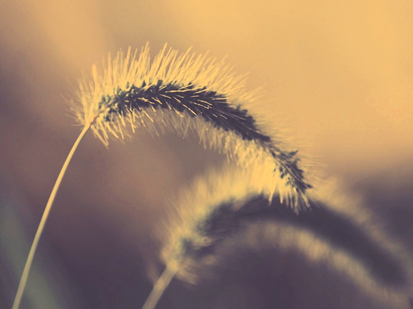 Травинка обои