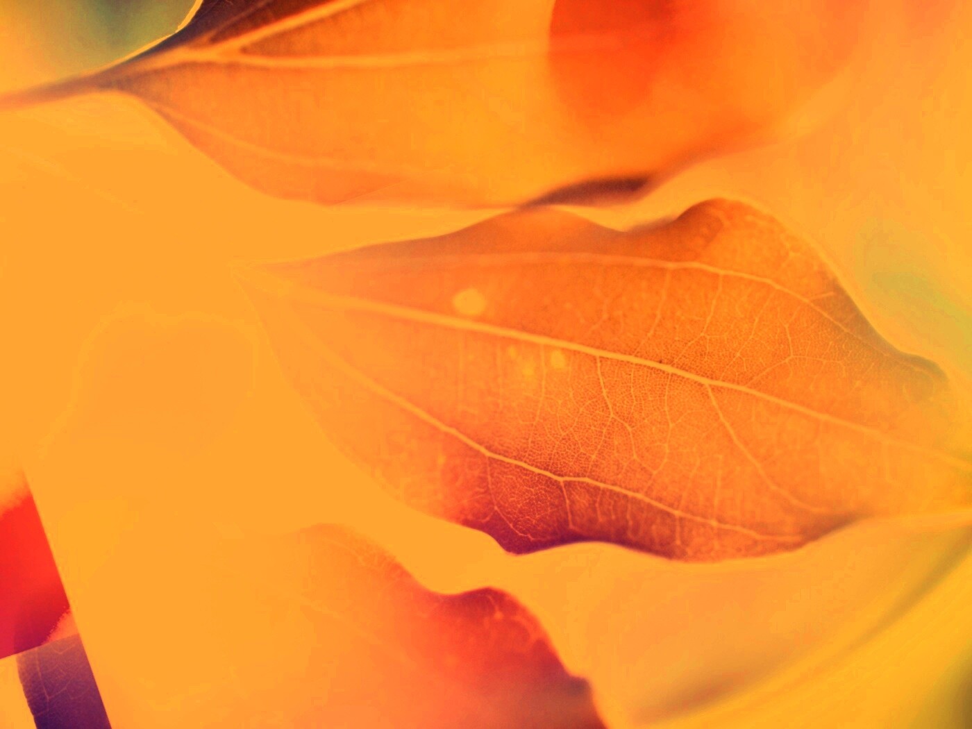 Радужные листья обои