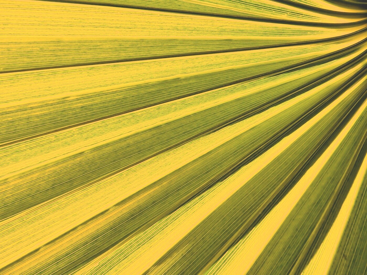 Зеленый пальмовый лист обои