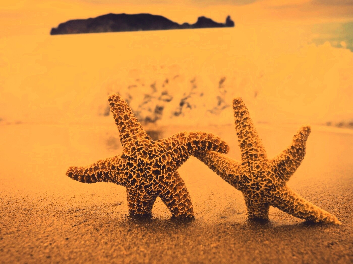 Две морские звезды обои