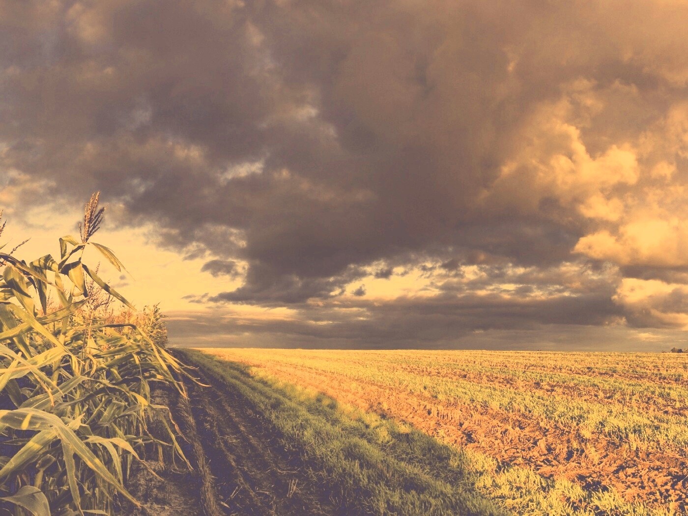 Кукурузное поле обои