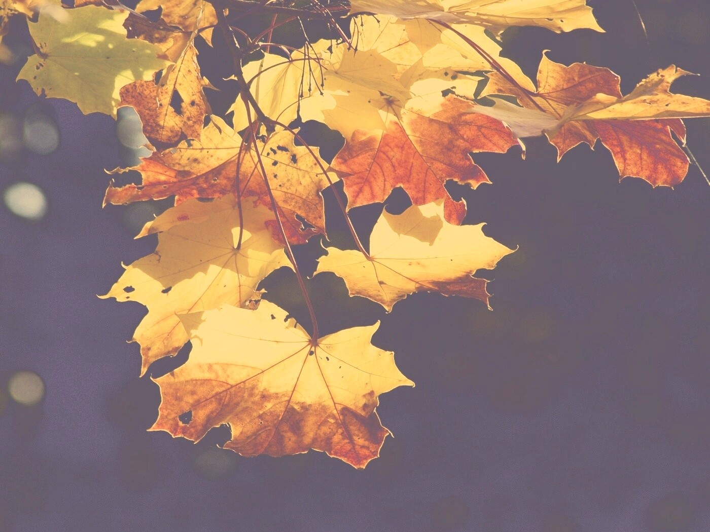 Колоритные осенние листья обои