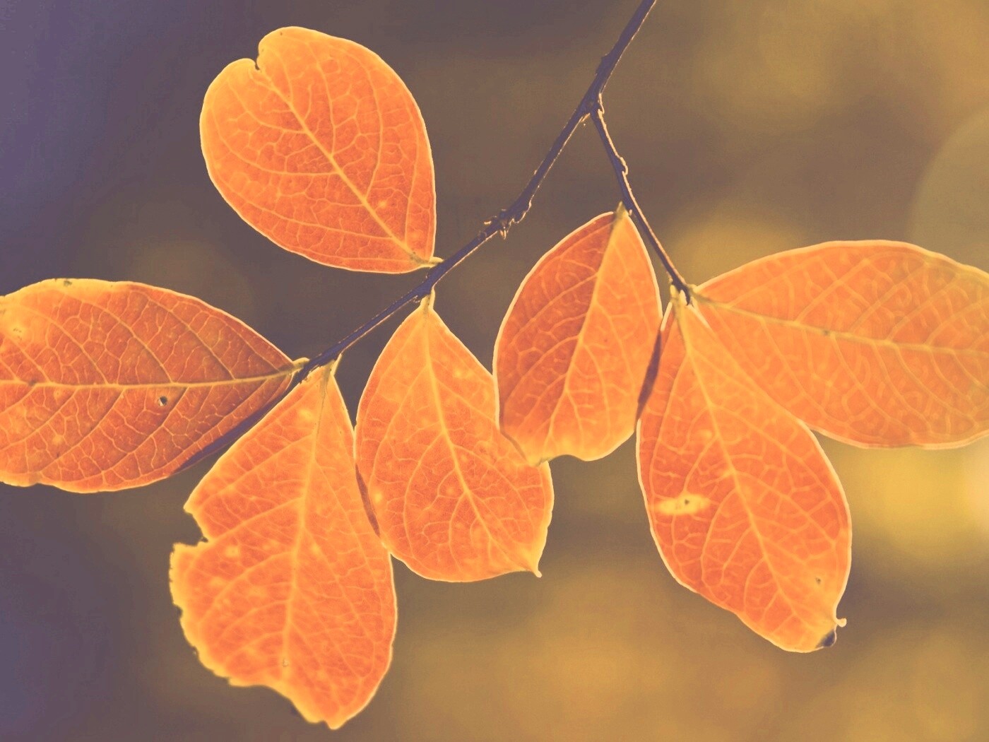 Ветка с оранжевыми листьями обои