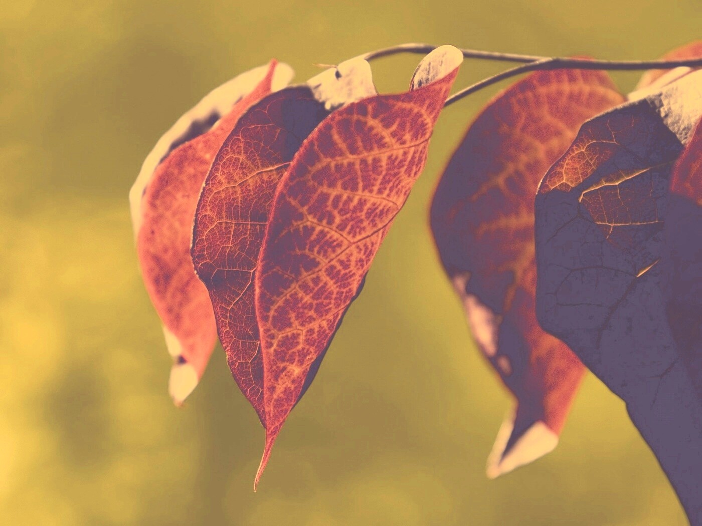 Ветка красных листьев обои