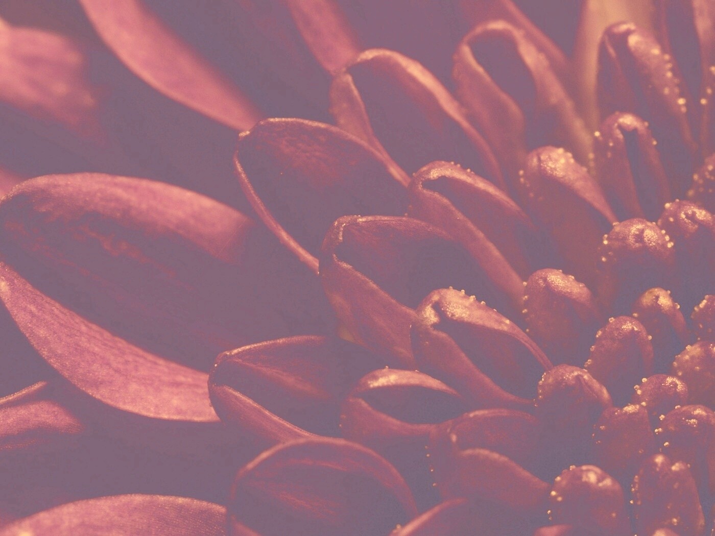 Лепестки хризантемы обои