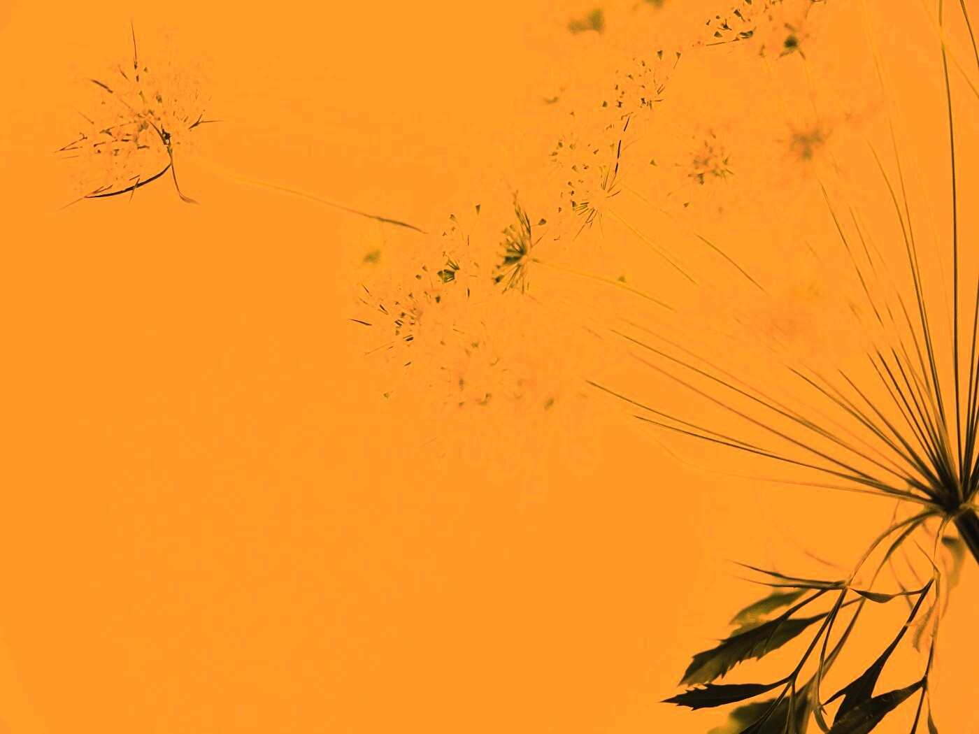 Цветы в макро обои