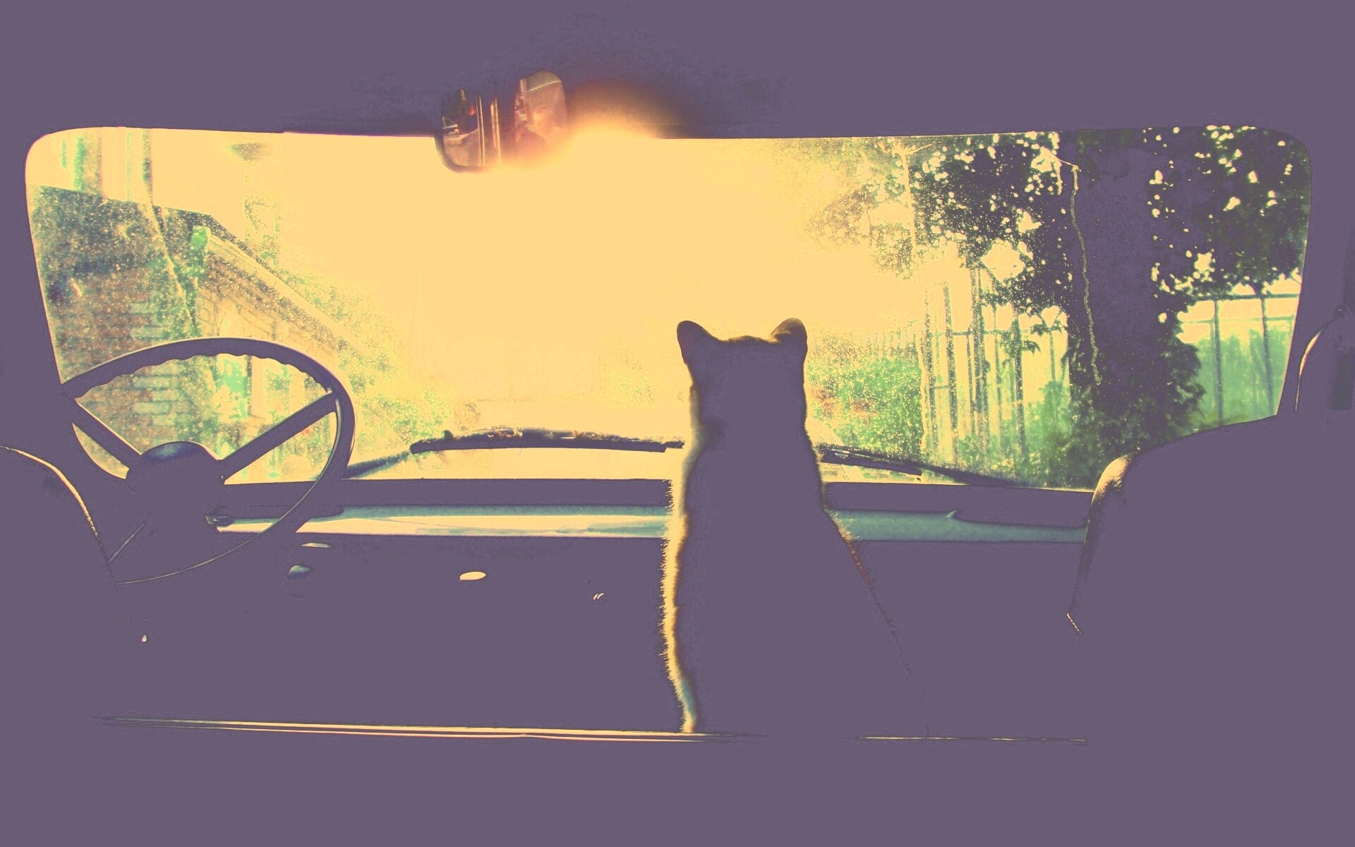 Кот навигатор обои