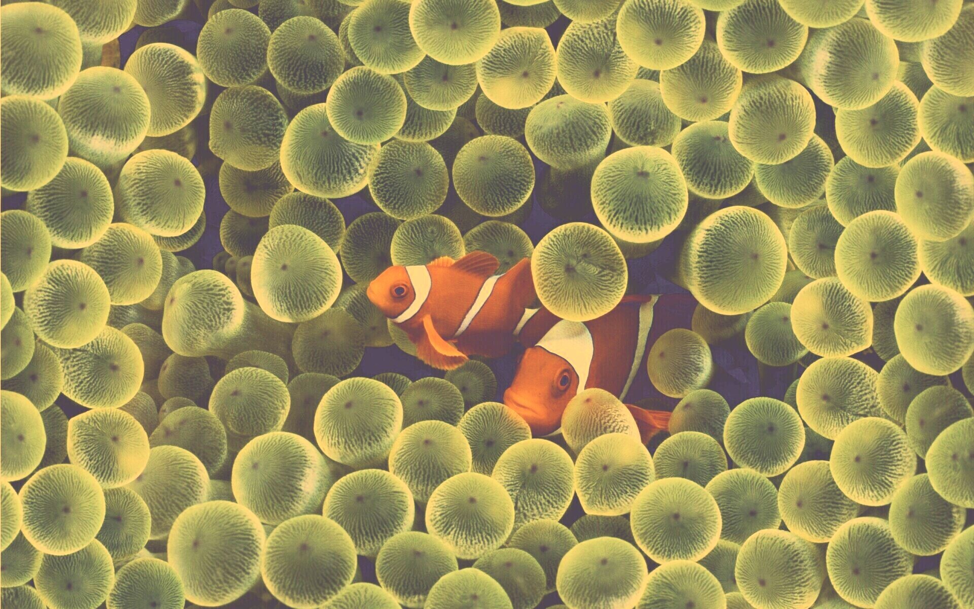 Рыбка клоун стандартные обои iPhone обои