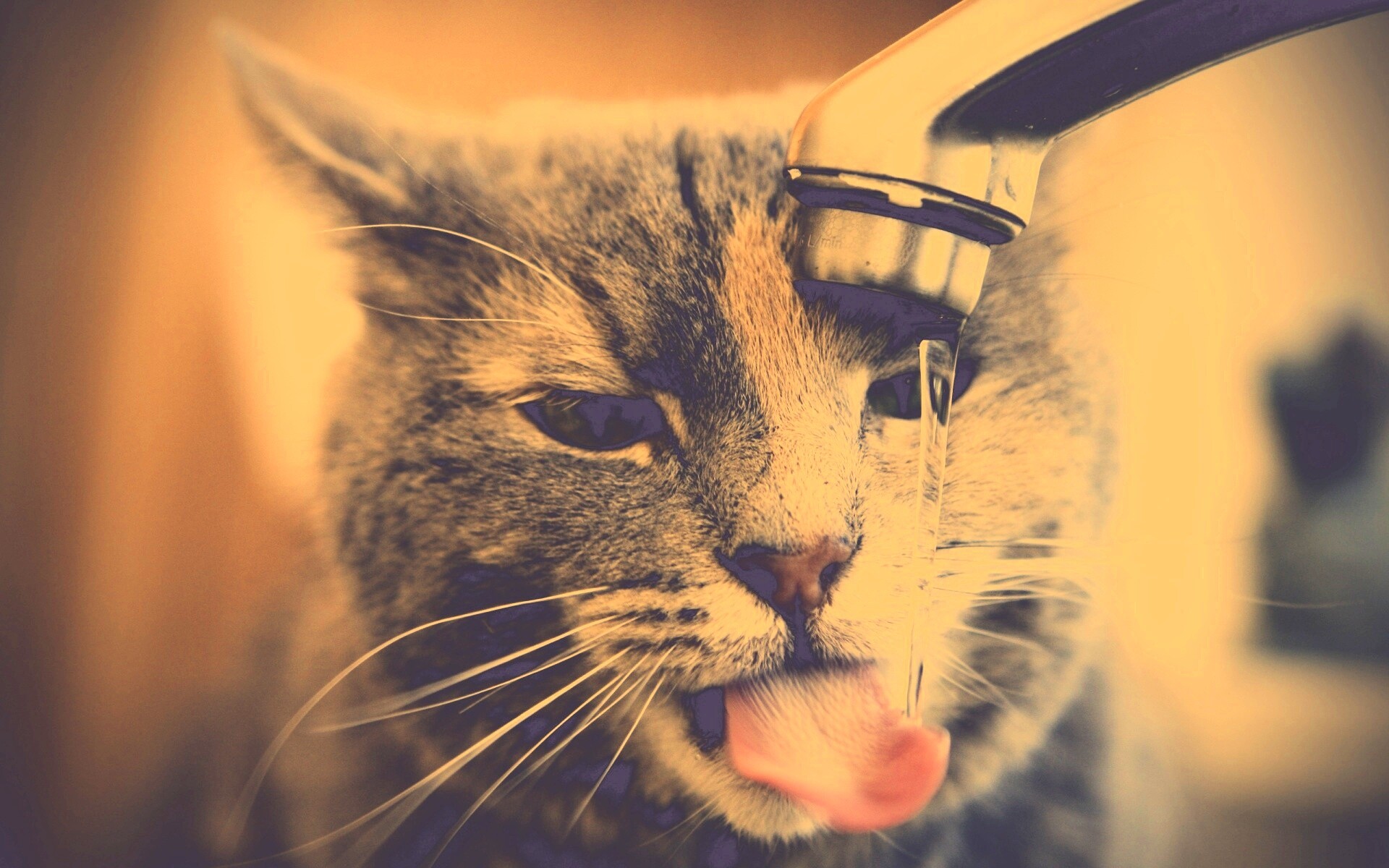 Кот пьет из под крана обои
