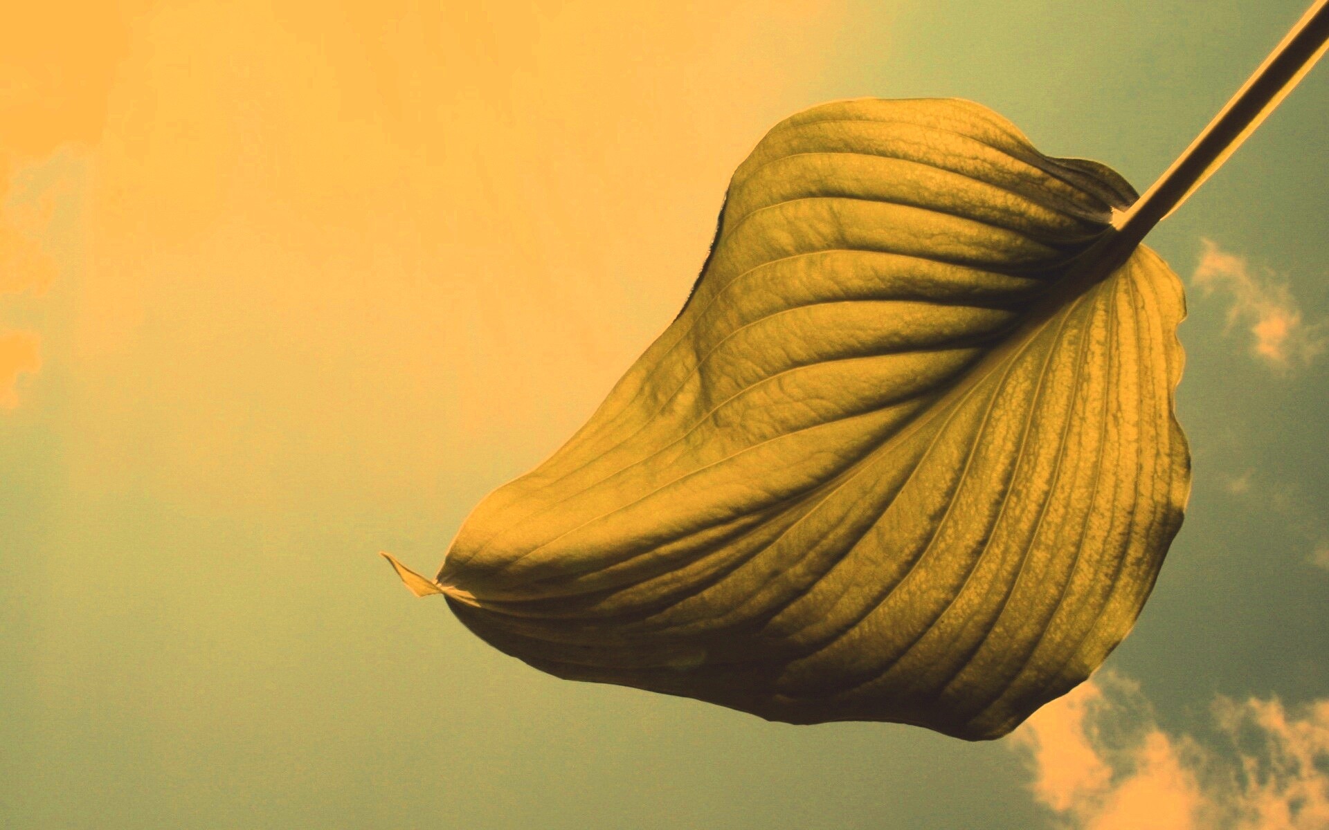 Листик тянется к солнцу обои