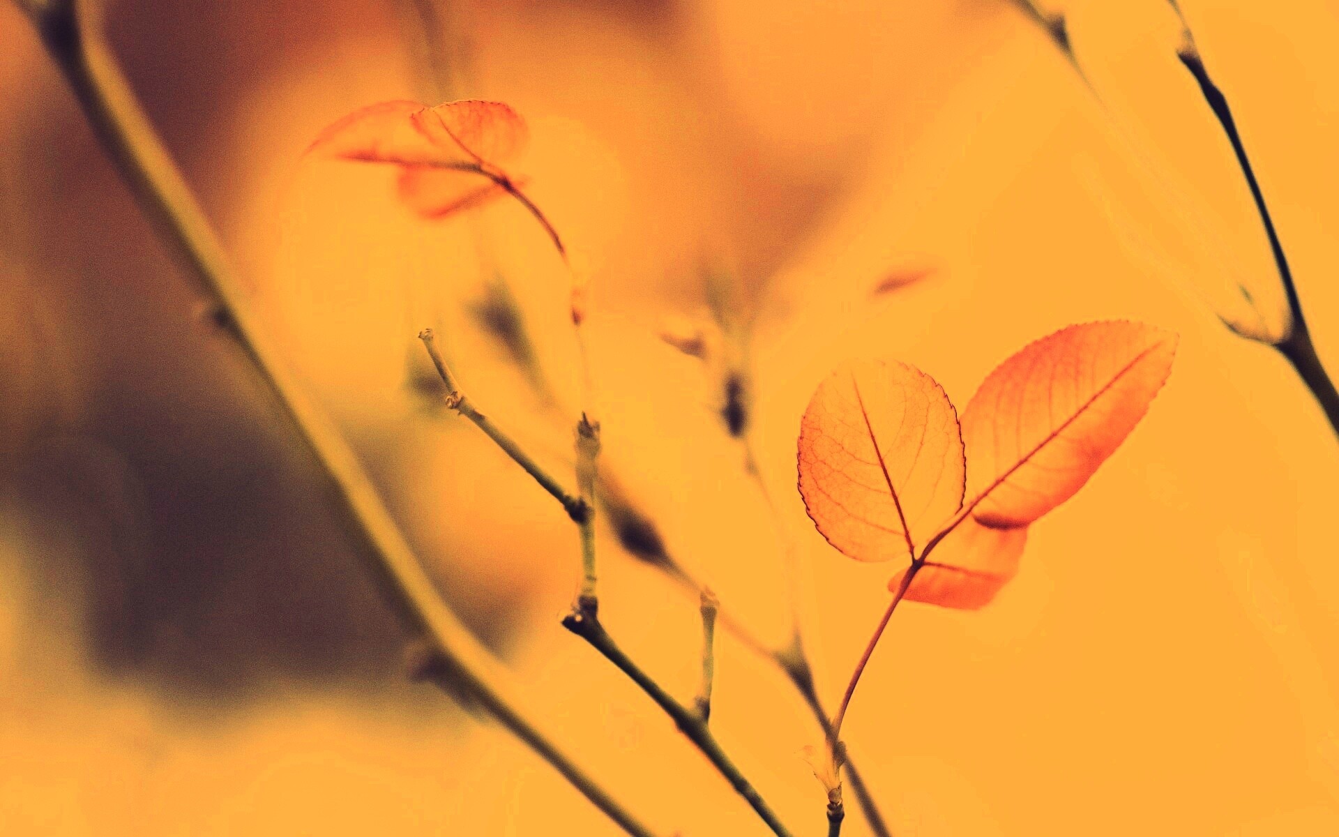 Красные листики обои